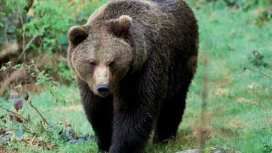 Ora l'orso può essere anche "dannoso". Galletti accoglie le richieste del Trentino