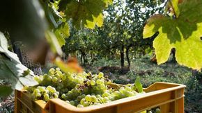 Dai vigneti fino a 10 anni fa abbandonati, ecco i Franciacorta che stupiscono e conquistano