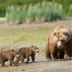 Trappole al miele, ma Daniza resta in fuga. Messner: "Troppi orsi in Trentino, lo spazio &egrave; poco"