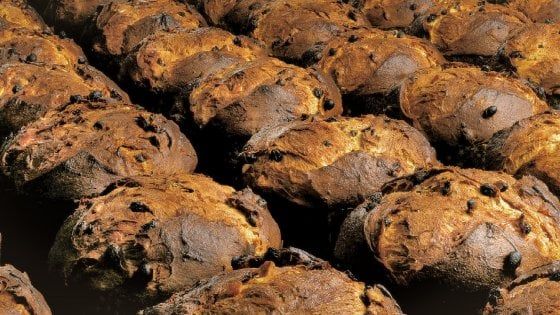 E lo spot del panettone fa arrabbiare i vegani