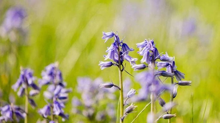 Campanula: esposizione, fioritura, coltivazione e come curarla