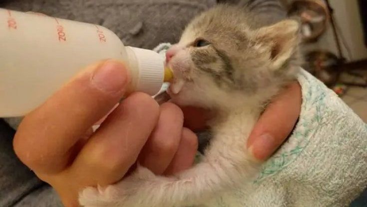Torna il corso per diventare balia di gattini: l'allattamento dei volontari per salvare i cuccioli abbandonati