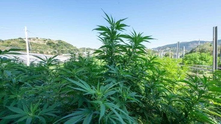 Cannabis light, dubbi di incostituzionalità sul divieto. Il ricorso del giudice: “Decida la Consulta”