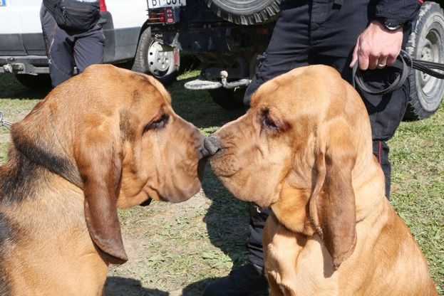 Gandolf e Druido, i cani-carabinieri a caccia di Igor