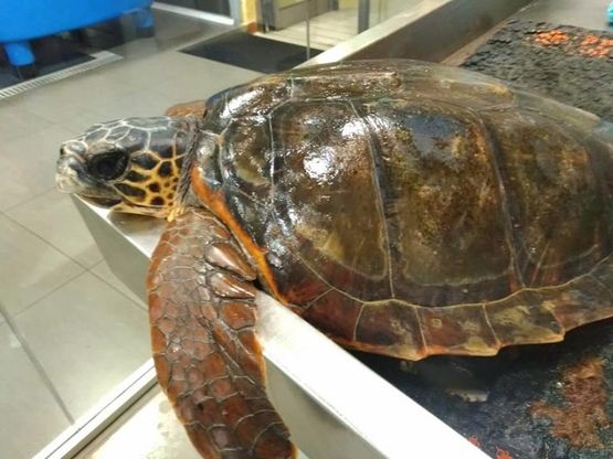 Salerno, intrappolata da lenze e corde: la tartaruga Mya Gaia salvata in extremis