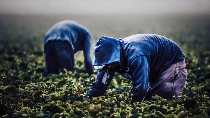 La legge per combattere il caporalato nelle campagne: all’avanguardia soltanto sulla carta