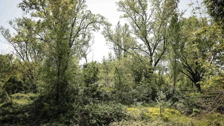 Prati di Caprara, accordo Comune-Invimit: bosco, case e spazi per la fondazione Golinelli