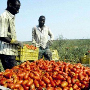 Caporalato, il governo accelera: ci sarà confisca penale