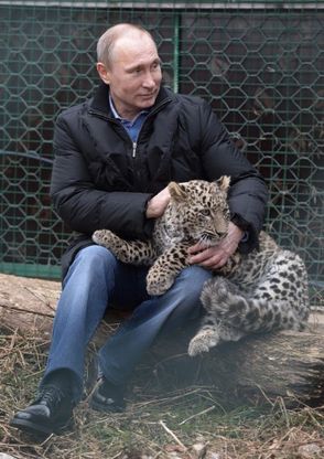 Putin gioca con il leopardo