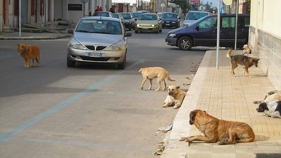 Randagismo, il piano della Regione: saranno sterilizzati 30mila cani