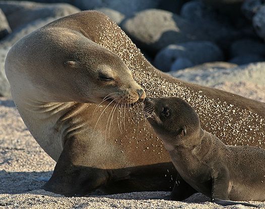 Darwin e le Galapagos
