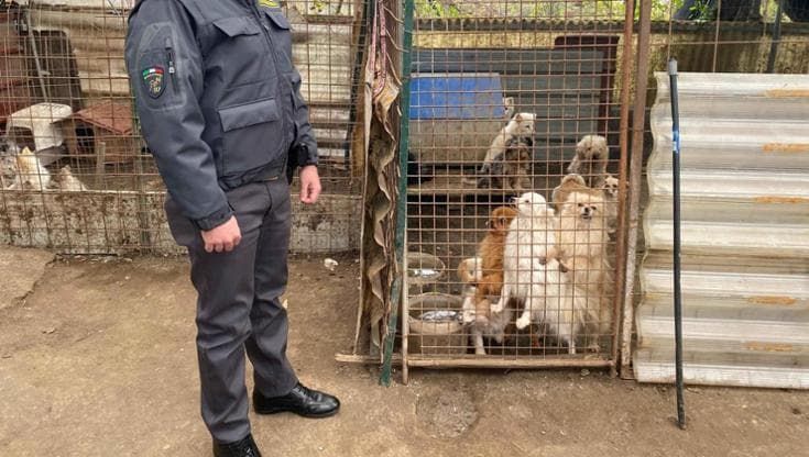 Ercolano, scoperto lager cani di razza: sequestrati 43 animali, giro d’affari da 50 mila euro