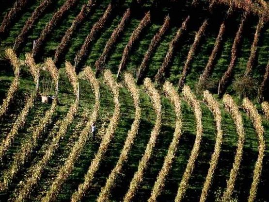 Asti e Prosecco, guerra all'ultima bollicina