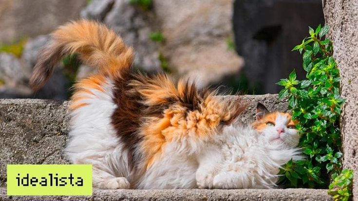 Ciubiz, il borgo con più felini che umani