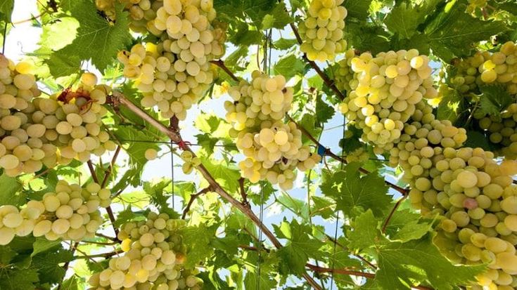 Uva da tavola a rischio ‘climate change’