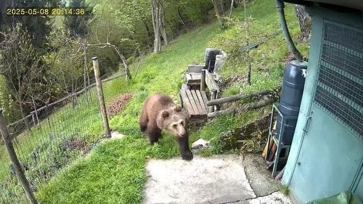 In Valle Camonica si aggira un orso, l’appello della polizia: “Non lasciate cibo incustodito”