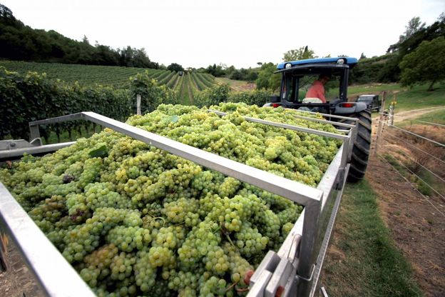 Primi giorni di vendemmia, pi&ugrave; italiani a raccogliere l'uva