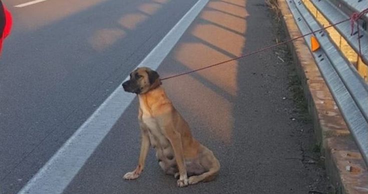 Gallipoli, cagnolina abbandonata sulla statale con una zampa rotta: la salvano i carabinieri