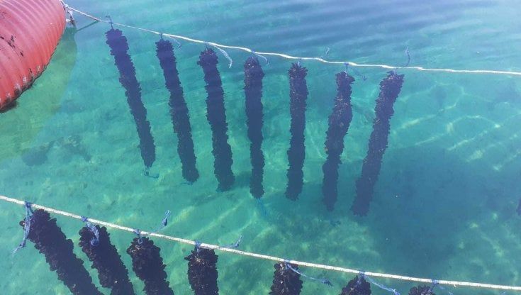 Parte a Napoli la sperimentazione di reti biodegradabili per le cozze 