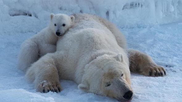 Gli orsi polari delle Svalbard stanno dimostrando una notevole resilienza ai cambiamenti climatici