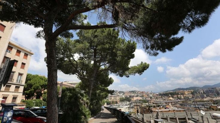 I quarantamila alberi di Genova: “Tanti e in buona salute, quando diventano un problema per la sicurezza tagliarli è inevitabile”