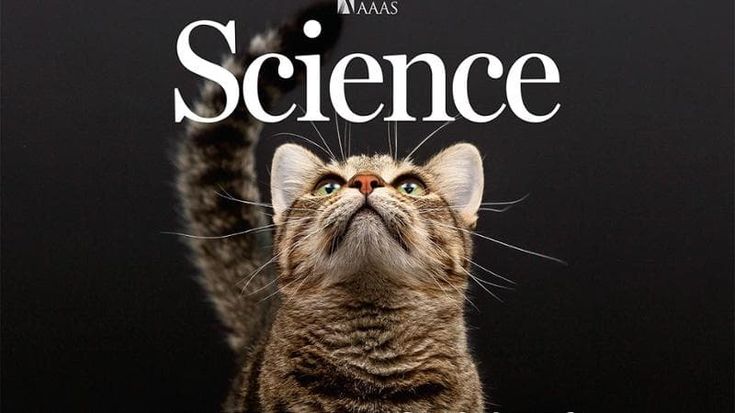 La lunga indecisione del gatto. E’ diventato un animale domestico solo duemila anni fa