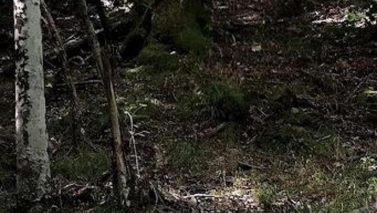 Cagnolino legato e ucciso, Aidaa mette una 'taglia' di cinquemila euro per trovare il responsabile