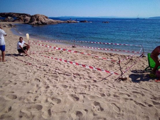 Una tartaruga marina nidifica al Giglio di fronte a dove è naufragata Concordia