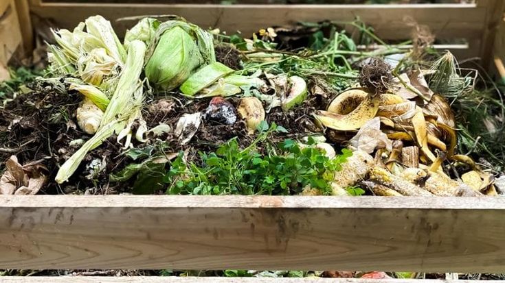 Così i rifiuti organici contribuiscono alla transizione ecologica