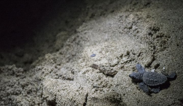 Cilento, a Montecorice la carica delle 102 tartarughine