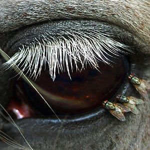 Torino Film Festival, sullo schermo arrivano gli animali