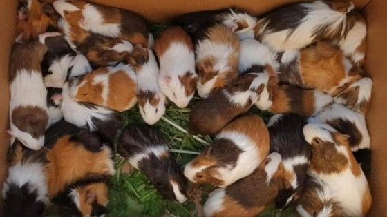 Brescia, 83 porcellini d'India abbandonati in un campo cercano casa