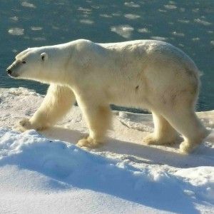 Orsi polari, i satelliti "veglieranno" su di loro