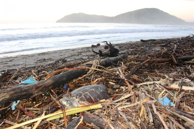 Tartaruga di 55 centimetri<br />morta sulla spiaggia di Camerota