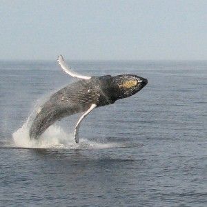 Cresce il numero delle balenottere azzurre nel mare della California