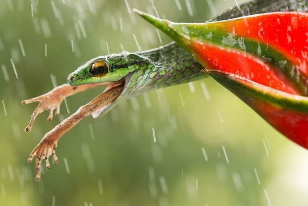 Il mondo in una foto: i finalisti dello Smithsonian Contest