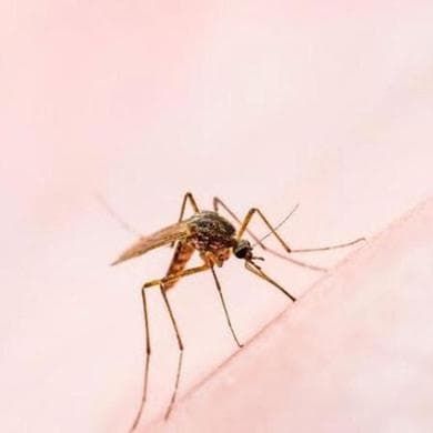 West Nile, Iss: in Italia 51 nuovi casi nell’ultima settimana. Quali sono i sintomi