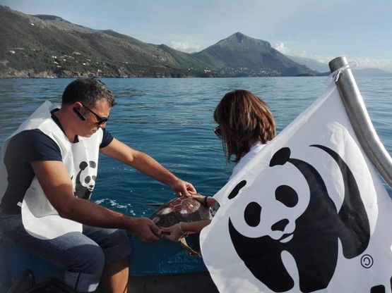 Maratea, liberata la tartaruga Caretta Caretta Chiara