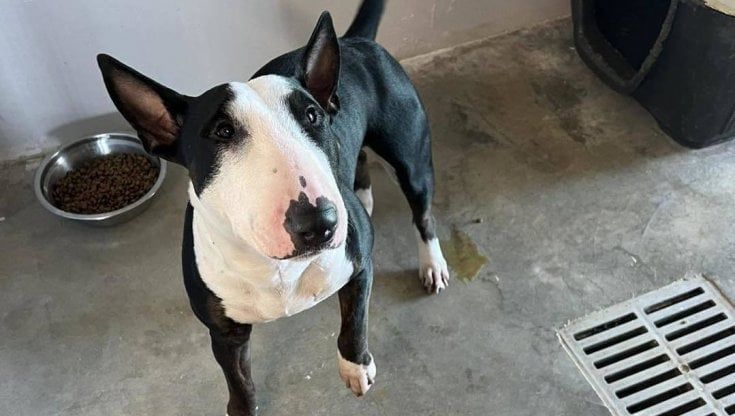 Bari, turista californiano muore in aeroporto: appello social per il suo cane. "Aiutateci a riportarlo a casa"