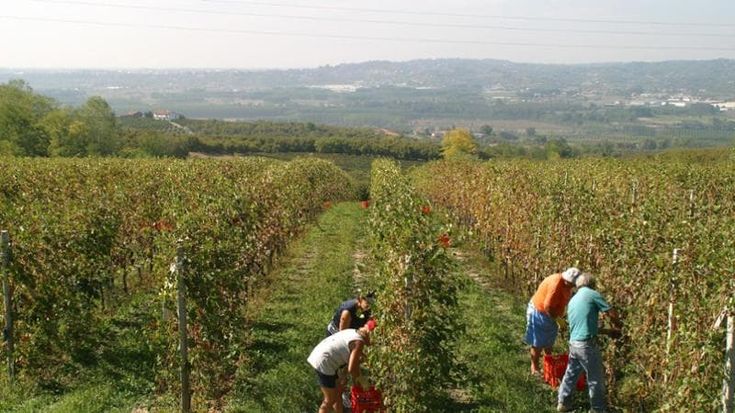 Mai così caldo dal 1753 e in Piemonte si anticipa la vendemmia di un mese