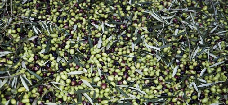 Benvenuto olio nuovo, il re della tavola. Ottimo a crudo e non solo