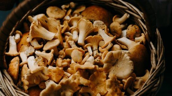 Dall'antipasto al dessert, un menu a tutto fungo per esaltare l'autunno