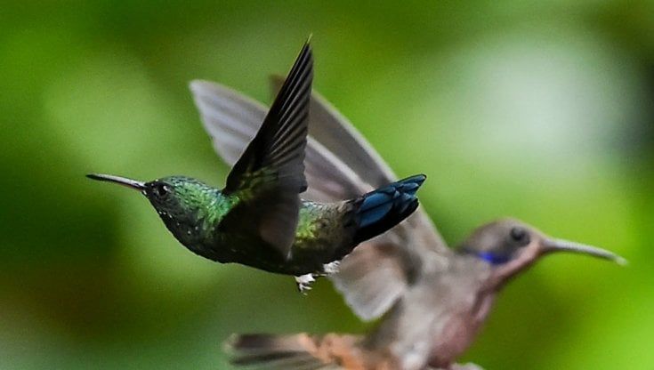 Corpi più snelli e ali più lunghe: la metamorfosi degli uccelli sotto la spinta del cambiamento climatico