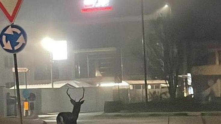 Un cervo a spasso nella notte salentina: la scena che sembra uscita da un film potrebbe nascondere una bella notizia