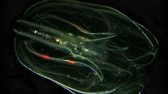 Adriatico, c'è un nuovo 'predatore' che fa strage di pesci