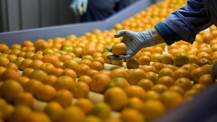 Mondo Mandarino, le magie del frutto: i migliori sono riconosciuti il vesuviano e il flegreo