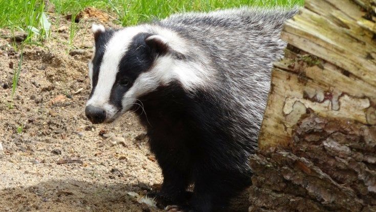 Perché amiamo Pignoletto, il tasso goloso finito in coma etilico