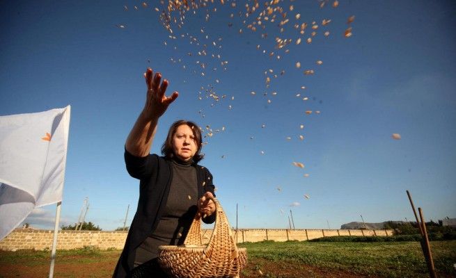 A Palermo si torna a seminare il grano