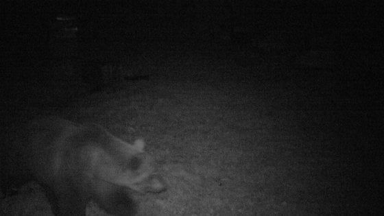 Val d'Ossola, l'orso M29 a caccia di arnie. L'esperto: "Non è un pericolo, ma aiutiamolo a non imparare"