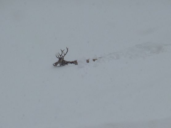 Il cervo prigioniero della neve commuove le Dolomiti